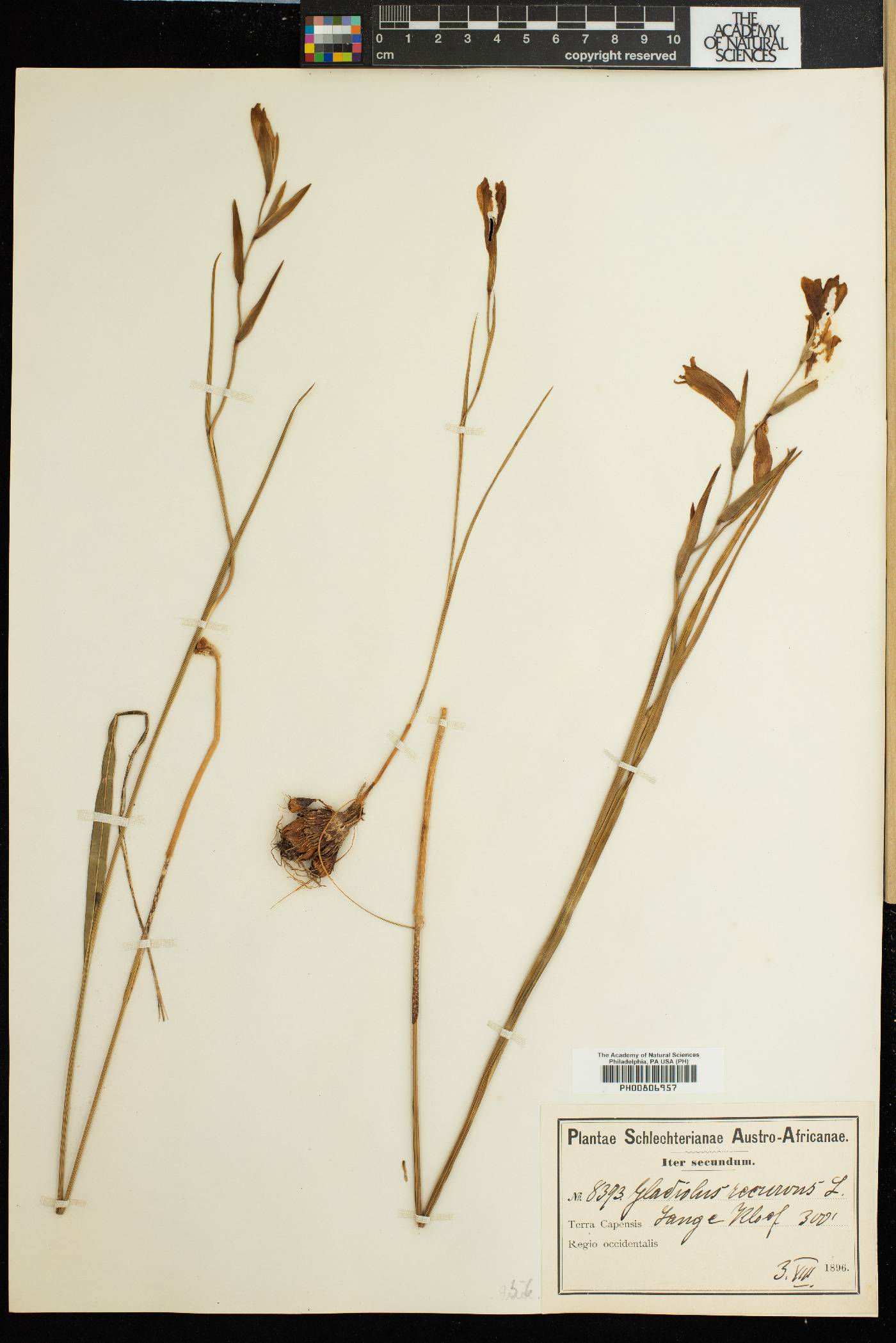 Gladiolus recurvus image