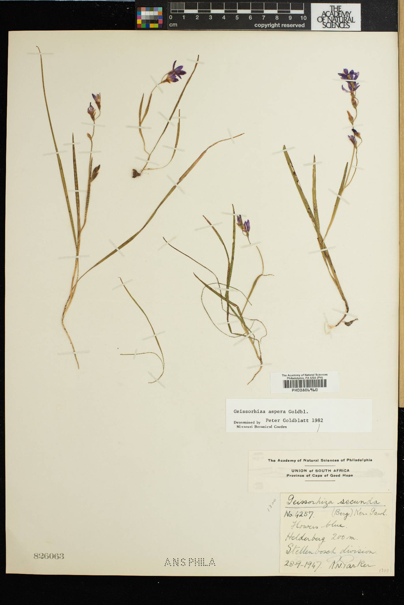 Geissorhiza aspera image