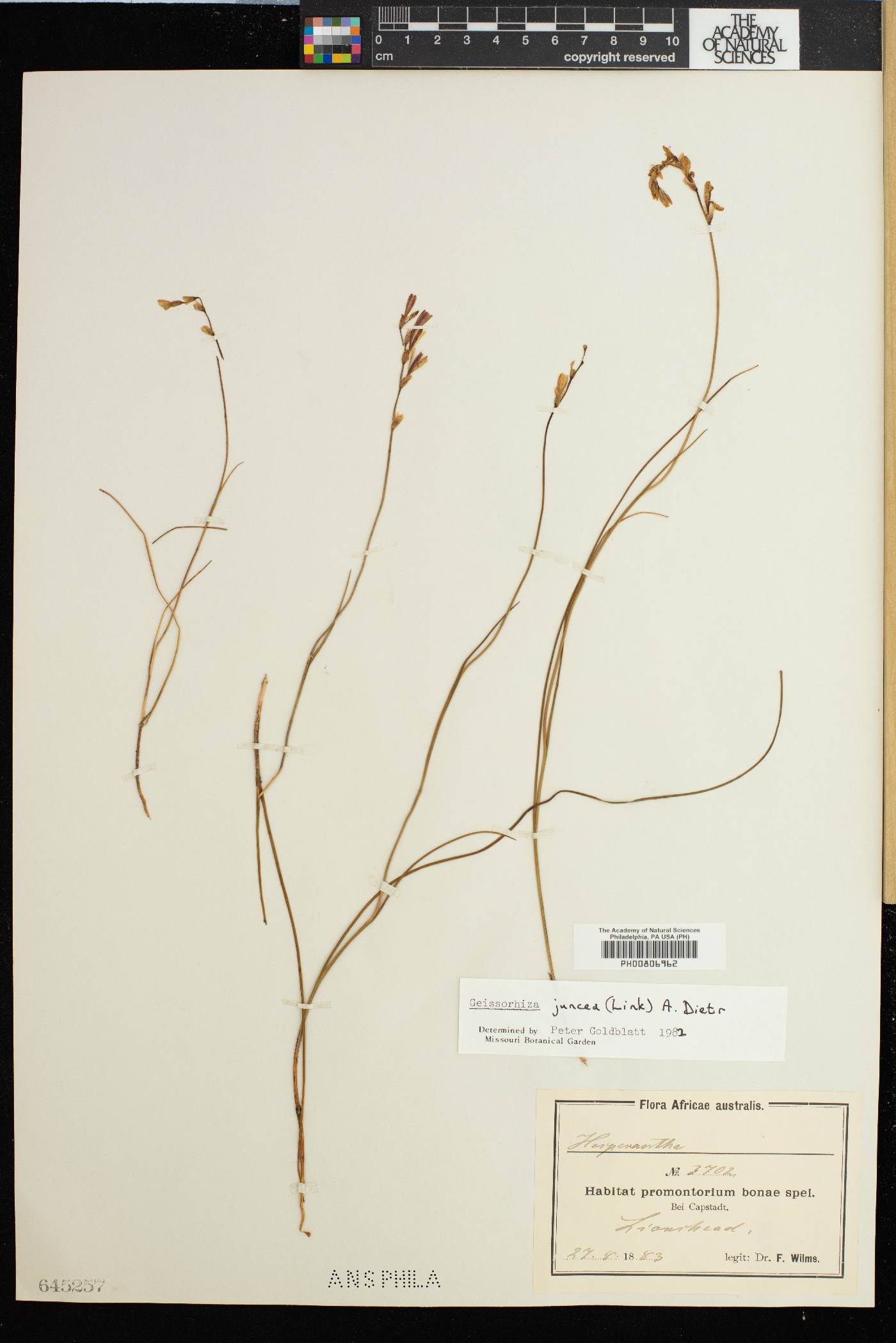 Geissorhiza juncea image