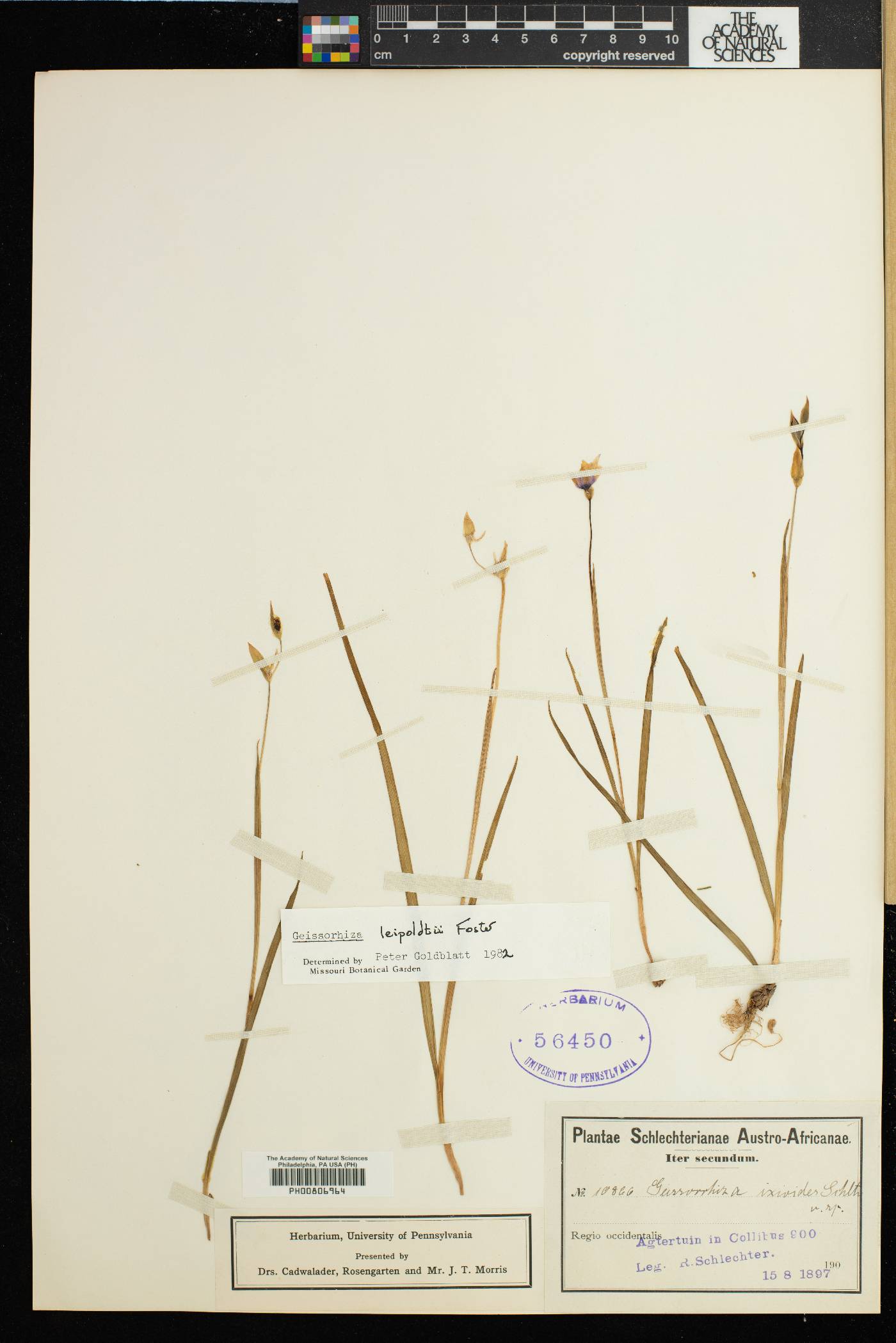 Geissorhiza leipoldtii image