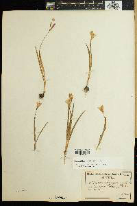 Geissorhiza imbricata subsp. bicolor image