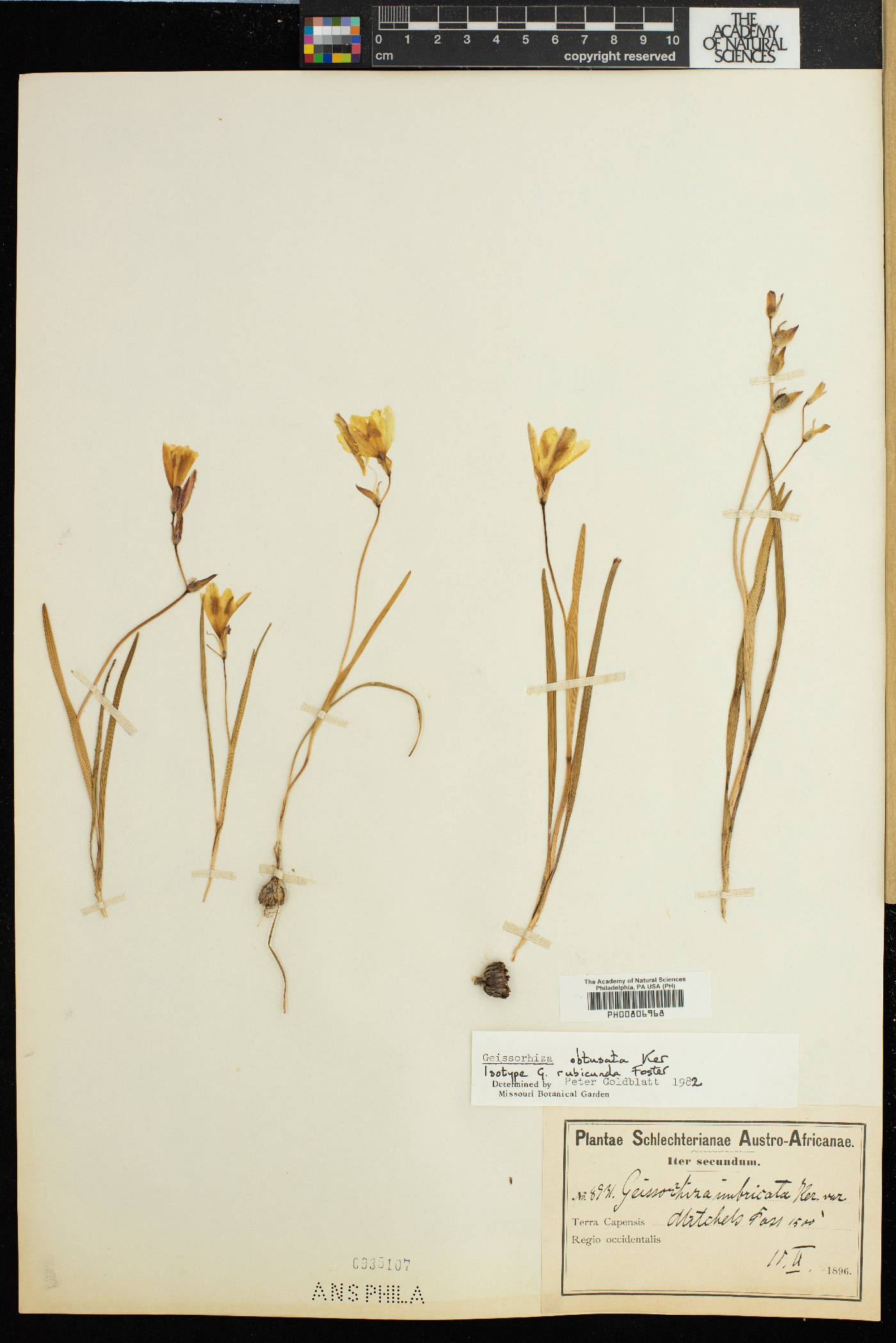 Geissorhiza imbricata subsp. bicolor image