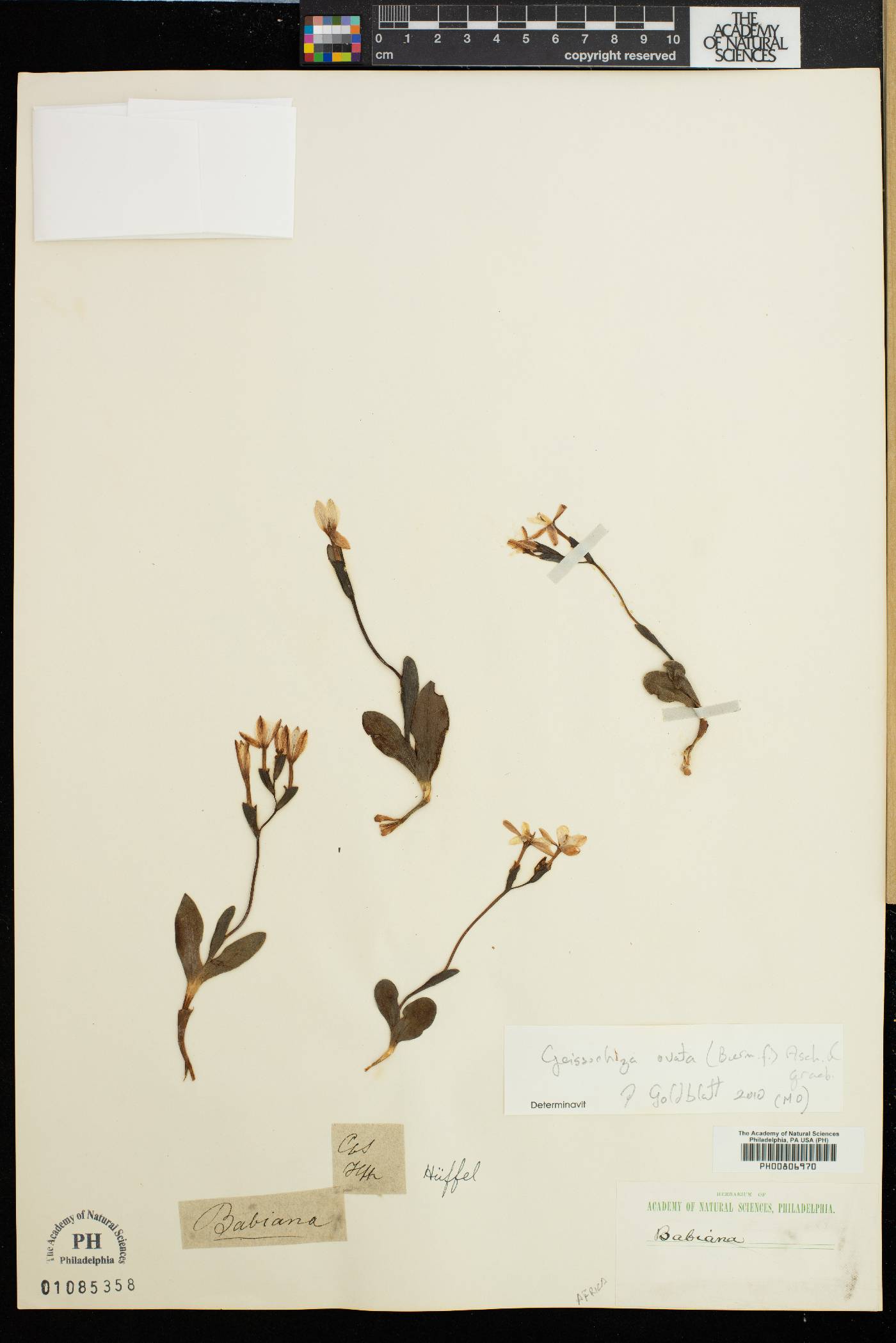 Geissorhiza ovata image