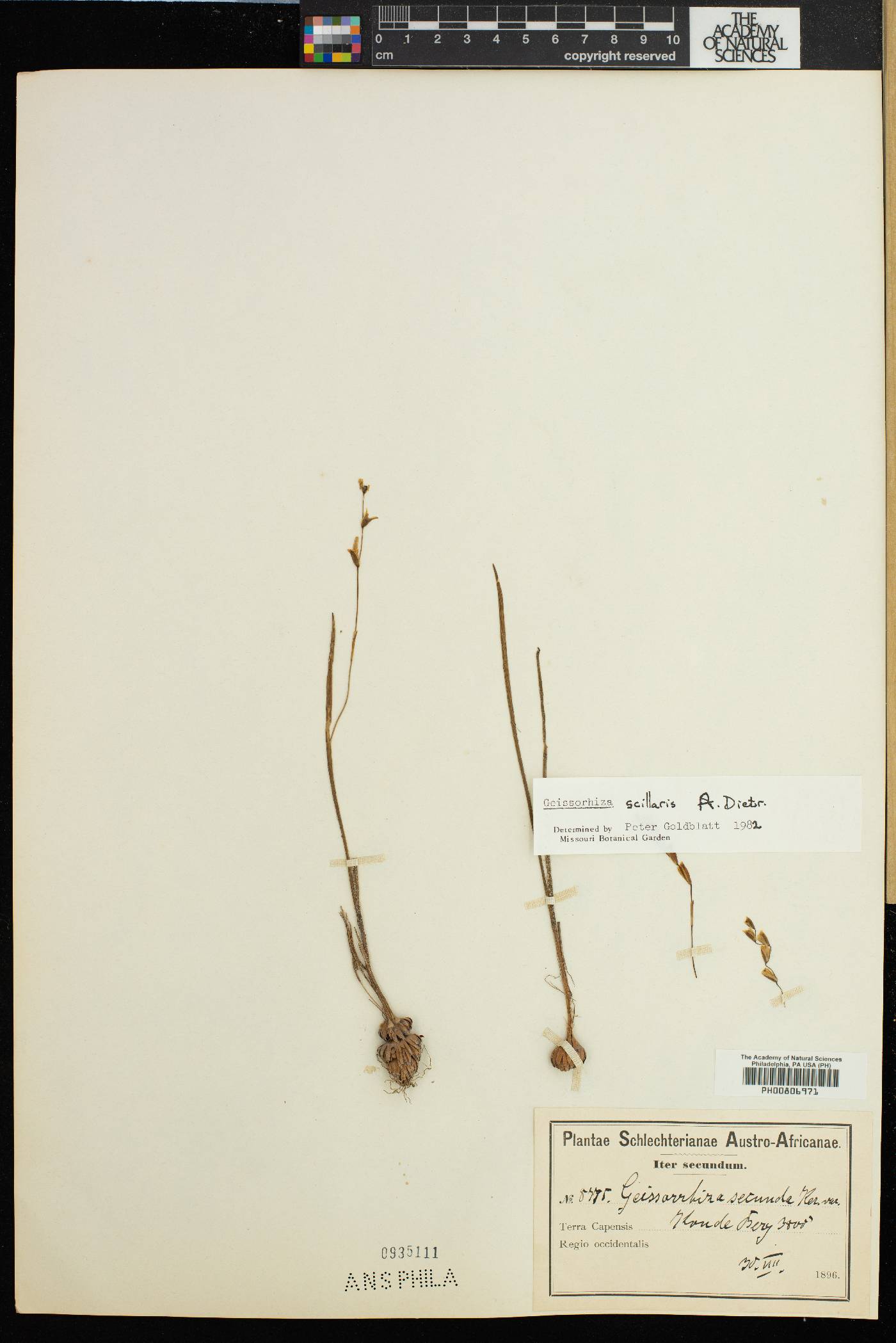 Geissorhiza scillaris image