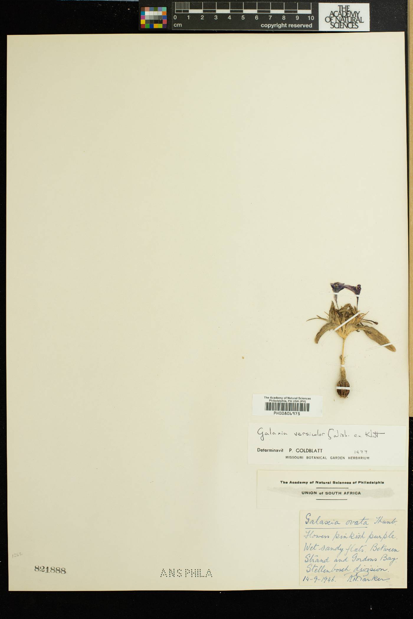 Moraea versicolor image