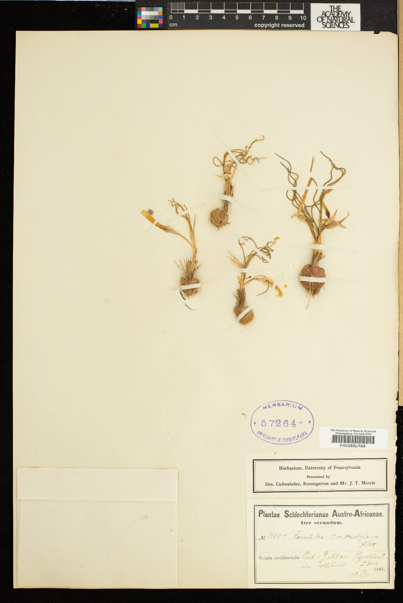 Romulea tortuosa subsp. tortuosa image