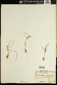 Image of Romulea minutiflora