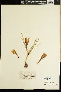Image of Romulea speciosa