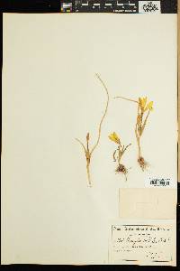 Image of Romulea triflora