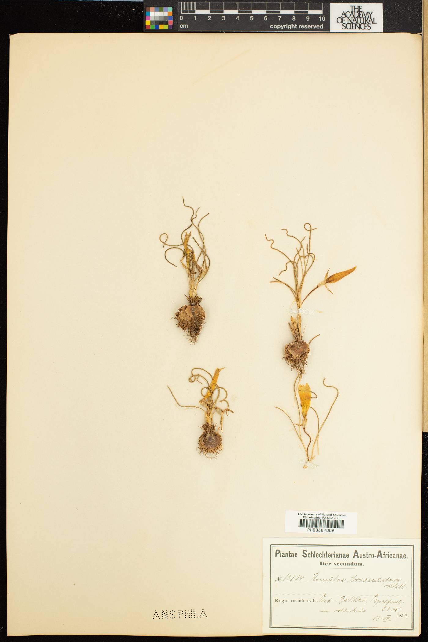 Romulea tortuosa subsp. tortuosa image