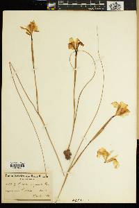 Image of Moraea angusta
