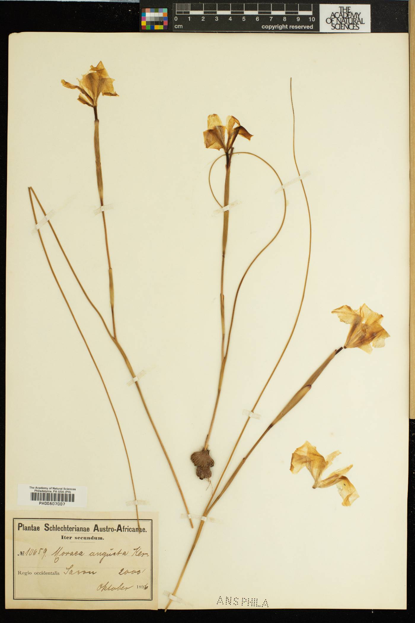 Moraea angusta image