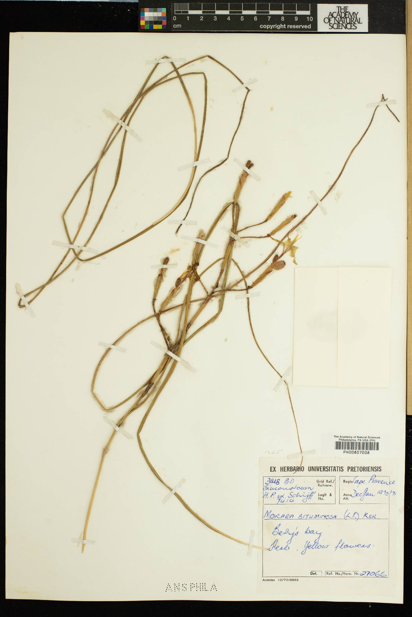 Moraea bituminosa image
