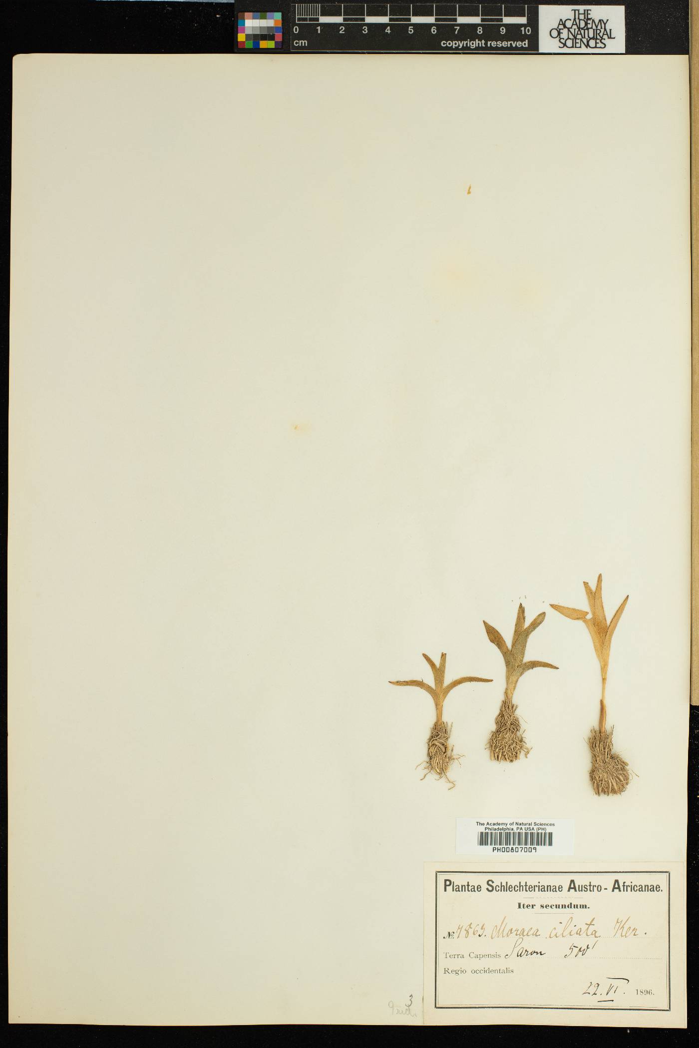 Moraea ciliata image