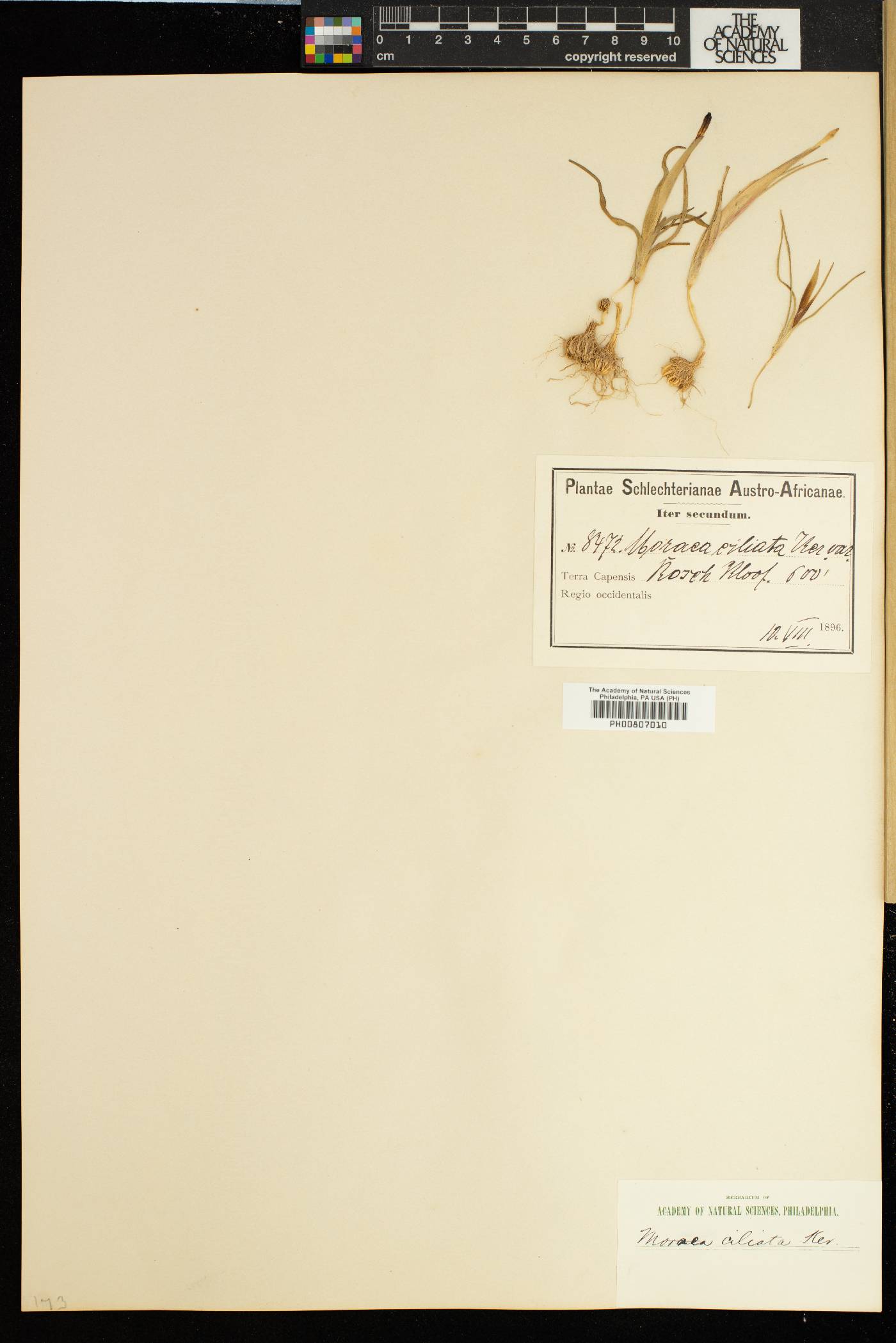 Moraea ciliata image