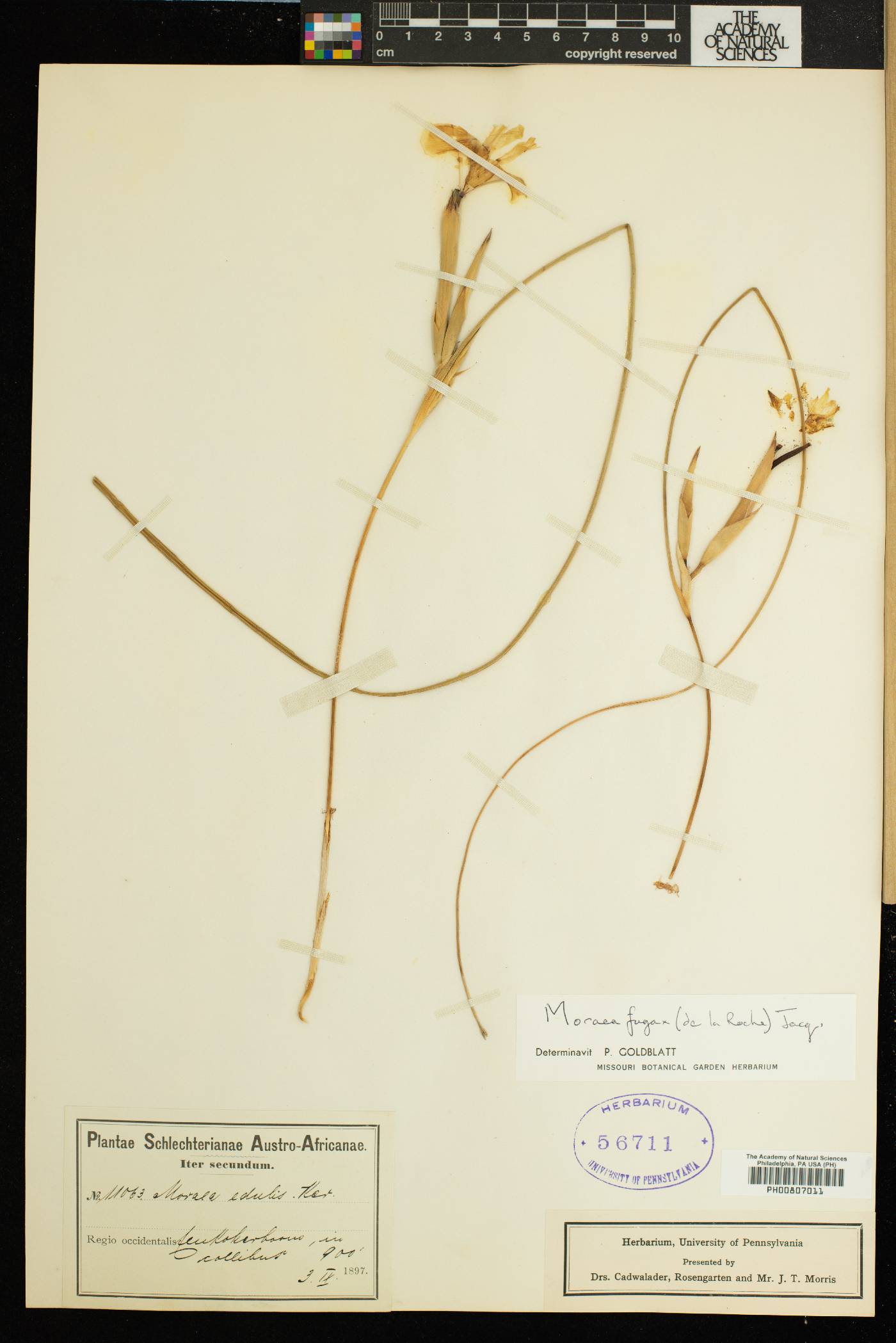 Moraea fugax image