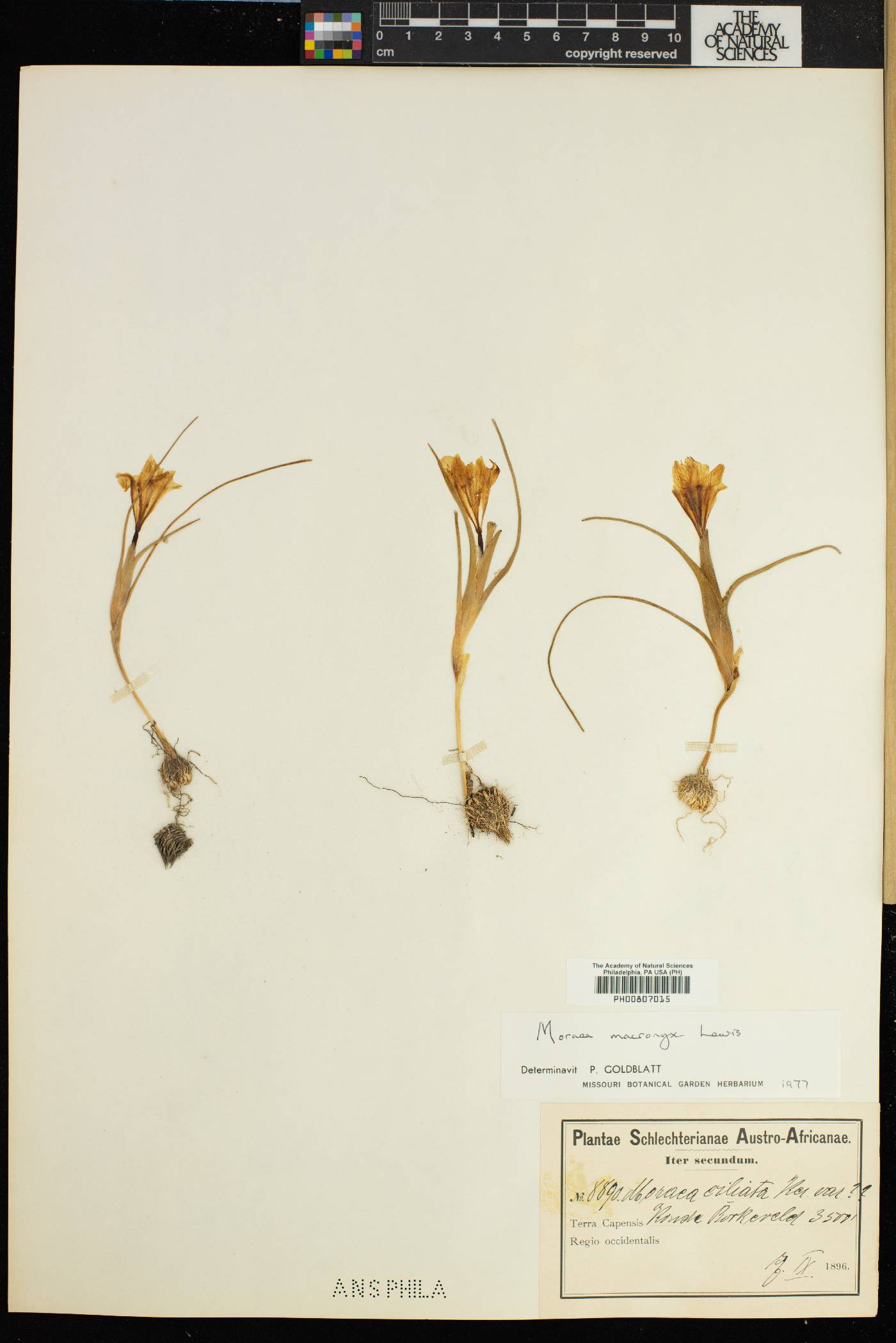 Moraea macronyx image