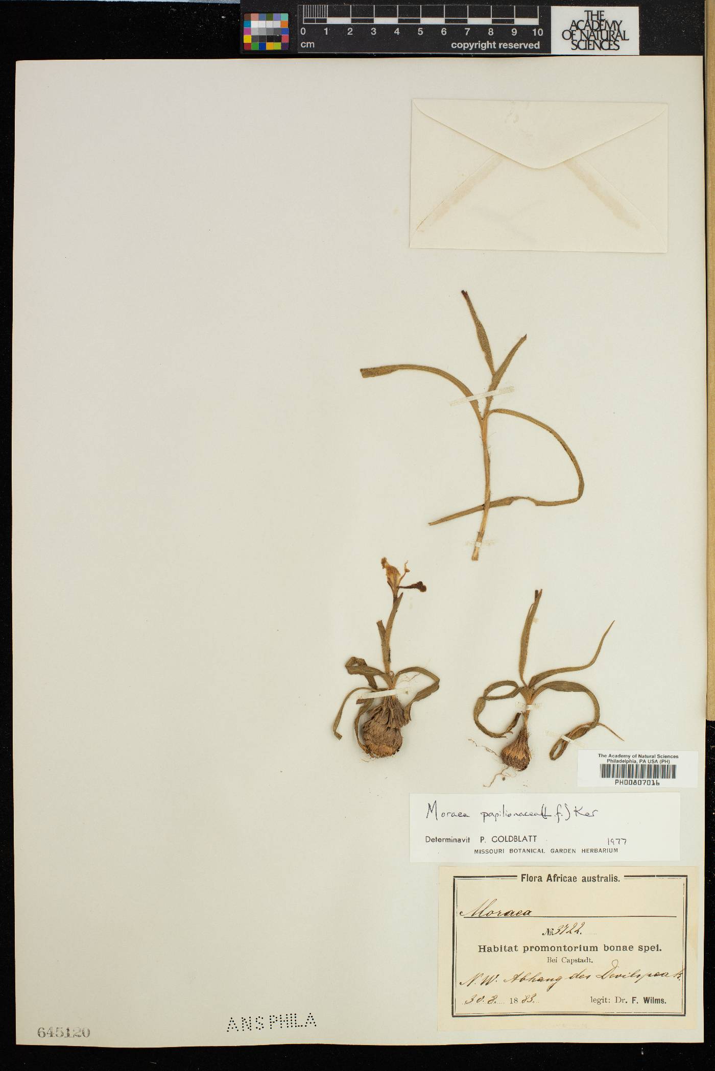 Moraea papilionacea image