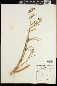 Image of Moraea ramosissima