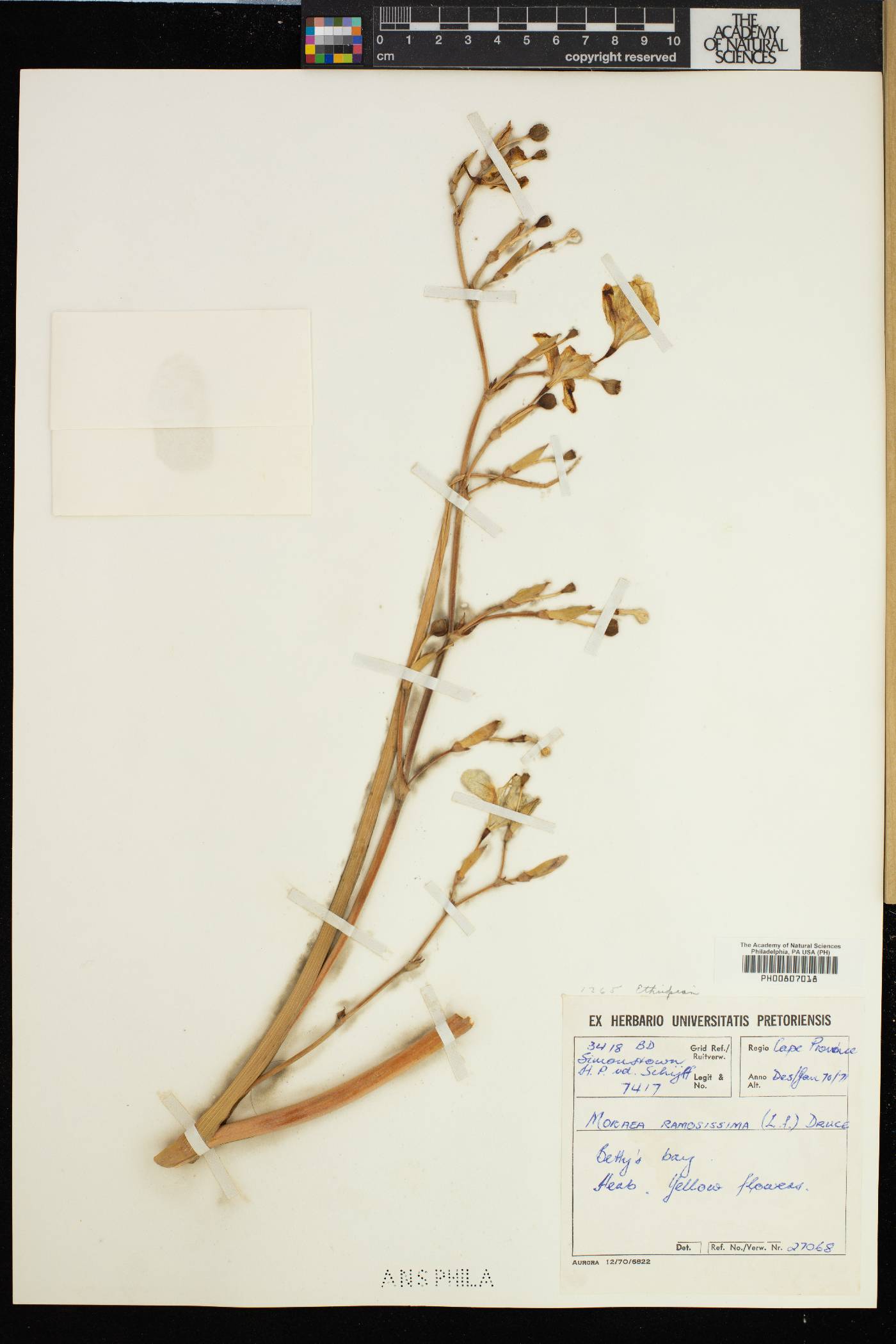 Moraea ramosissima image