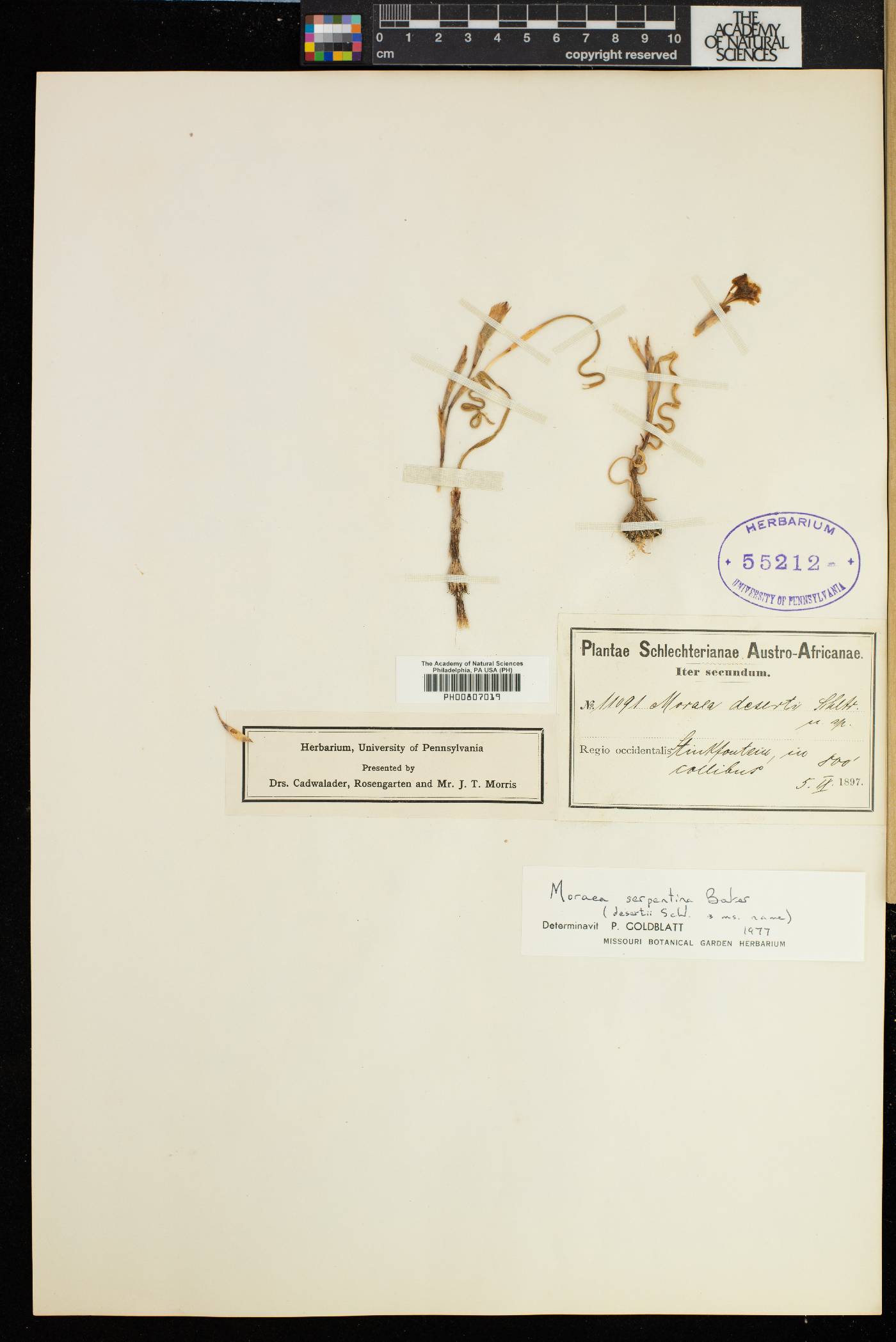 Moraea serpentina image