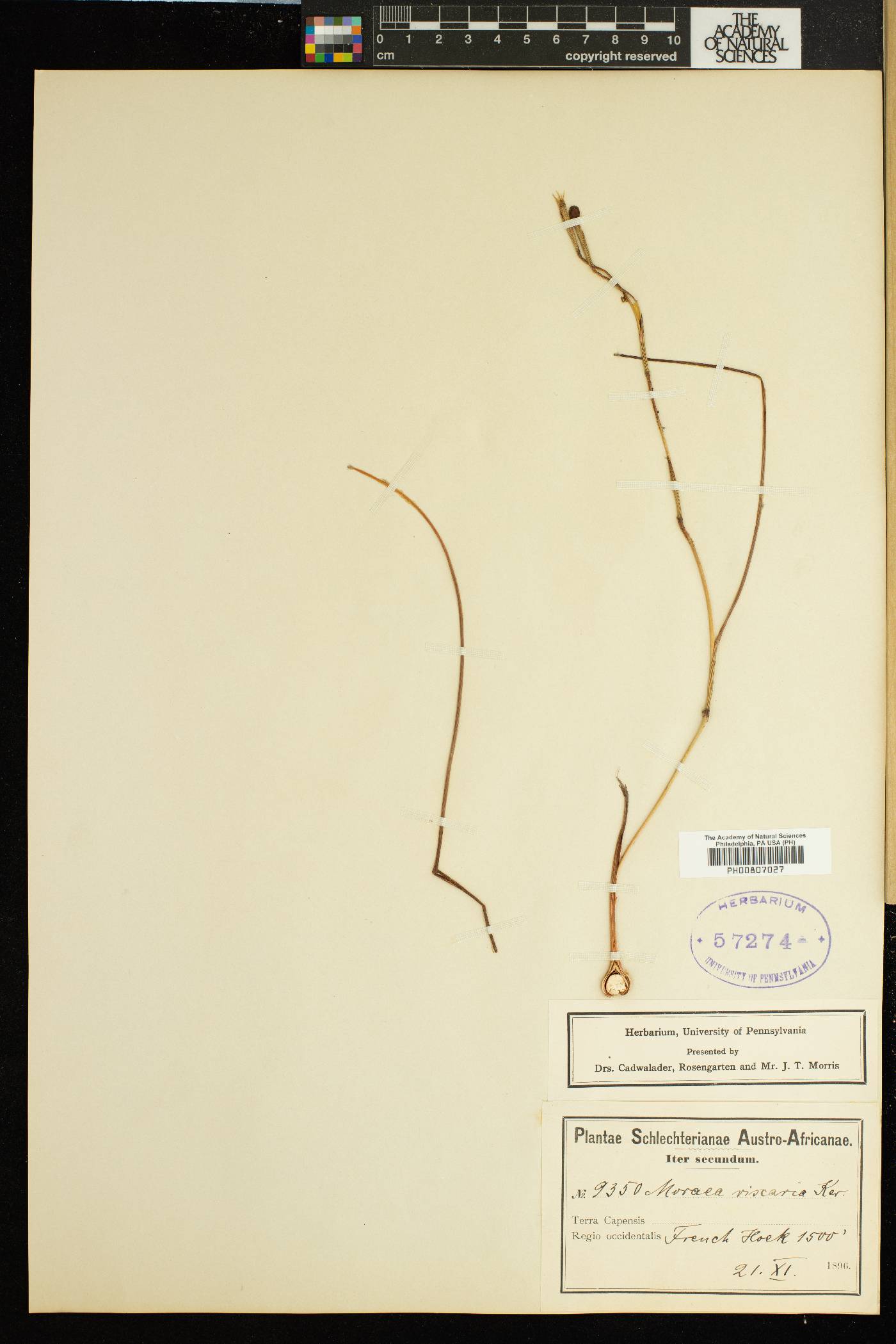 Moraea viscaria image
