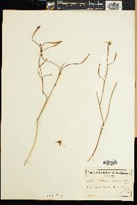 Moraea viscaria image