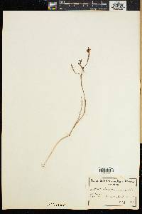 Moraea viscaria image