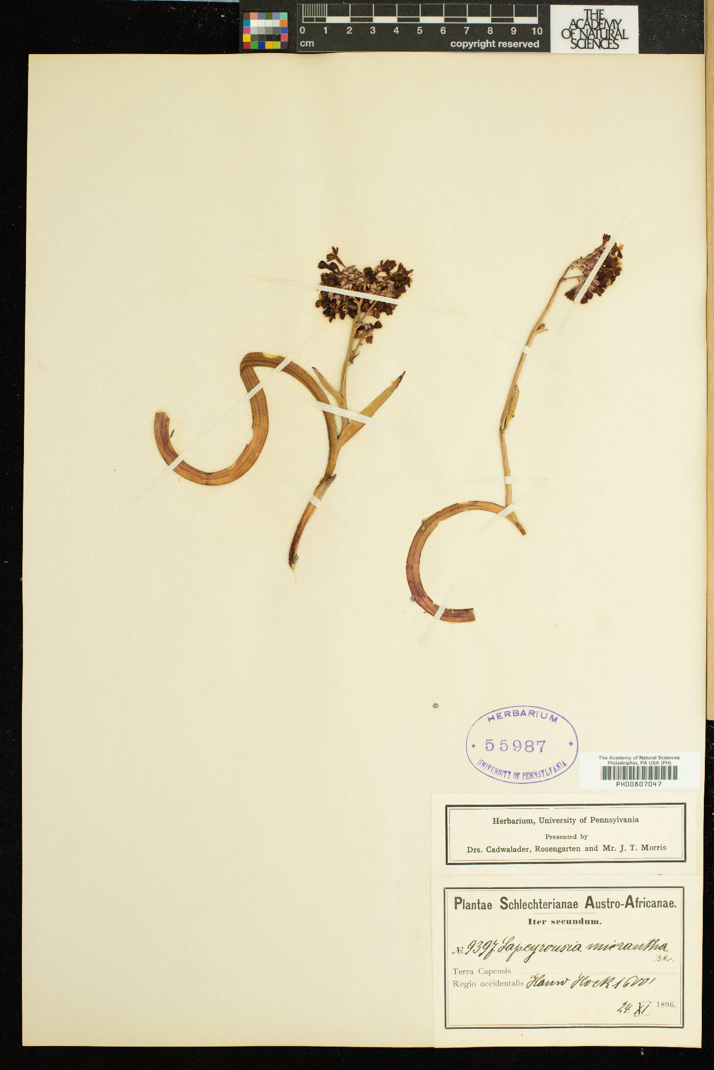 Codonorhiza micrantha image