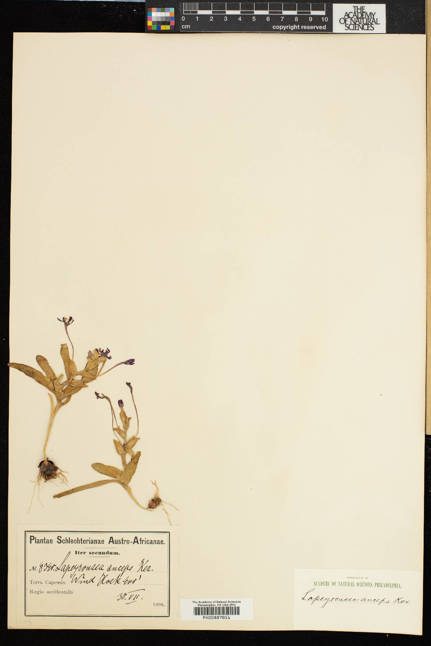 Lapeirousia anceps image