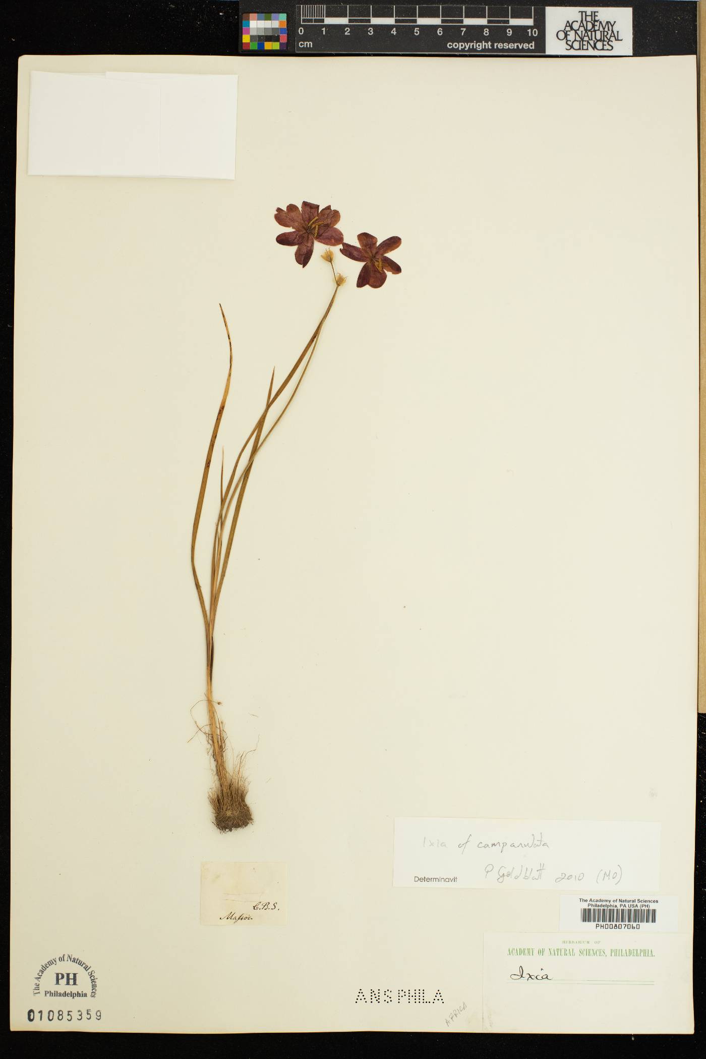 Ixia campanulata image
