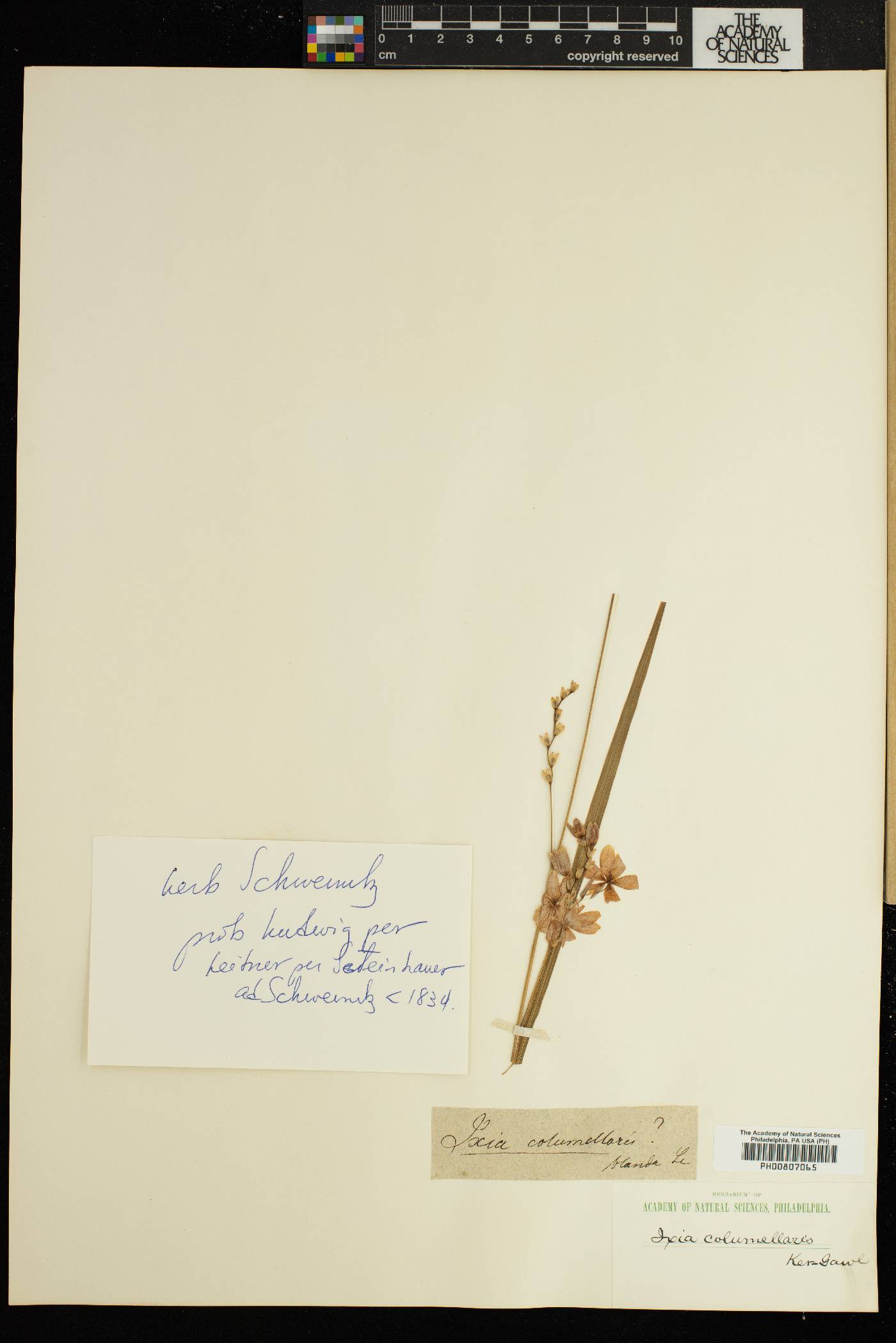 Ixia monadelpha image