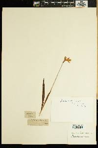 Media resource of Ixia abbreviata