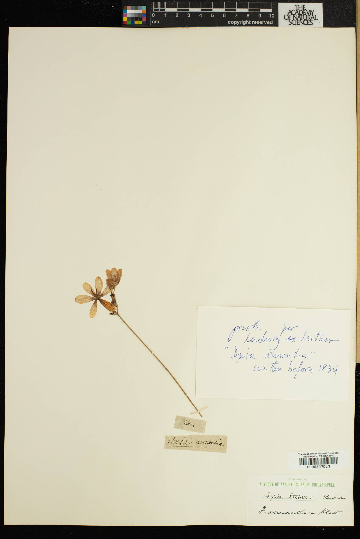 Ixia abbreviata image