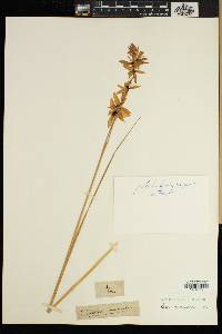 Image of Ixia maculata