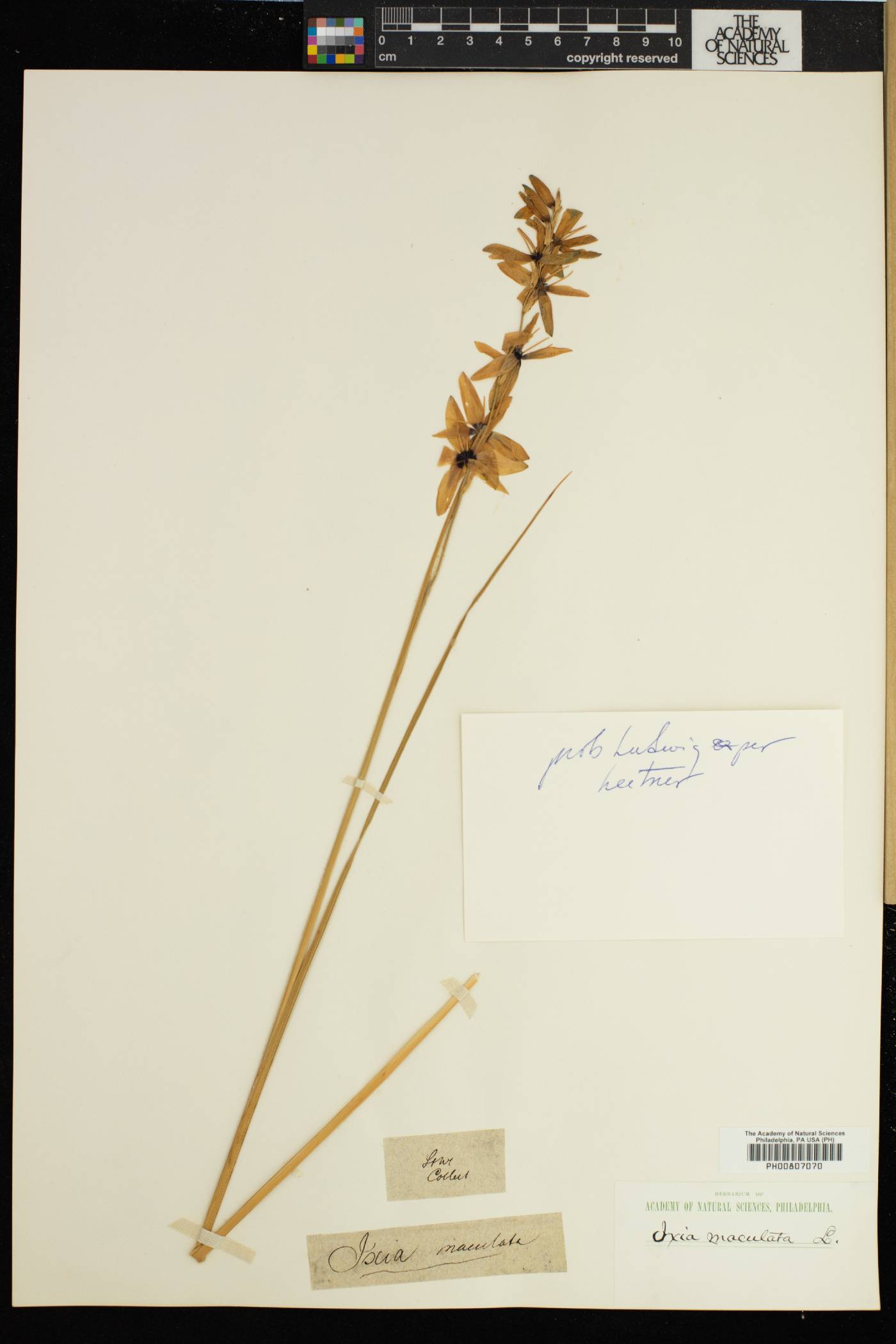 Ixia maculata image