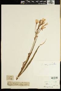 Media resource of Ixia paniculata