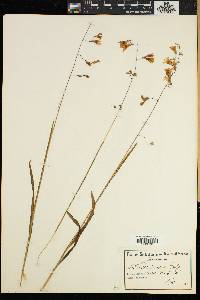 Media resource of Ixia latifolia