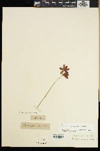 Ixia campanulata image