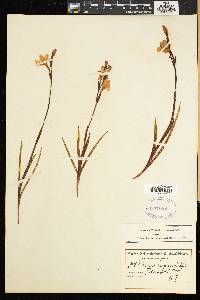 Watsonia humilis image