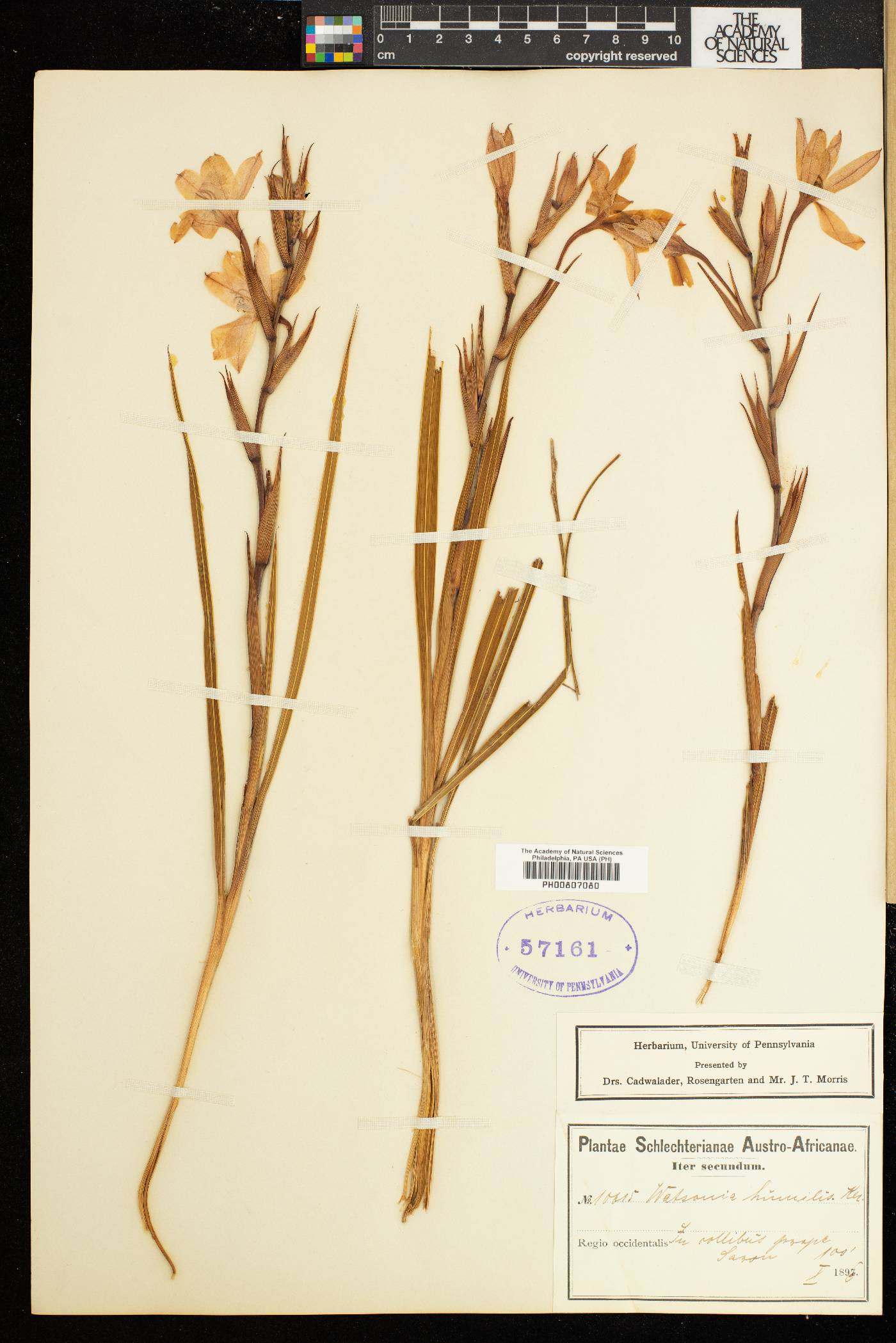 Watsonia humilis image