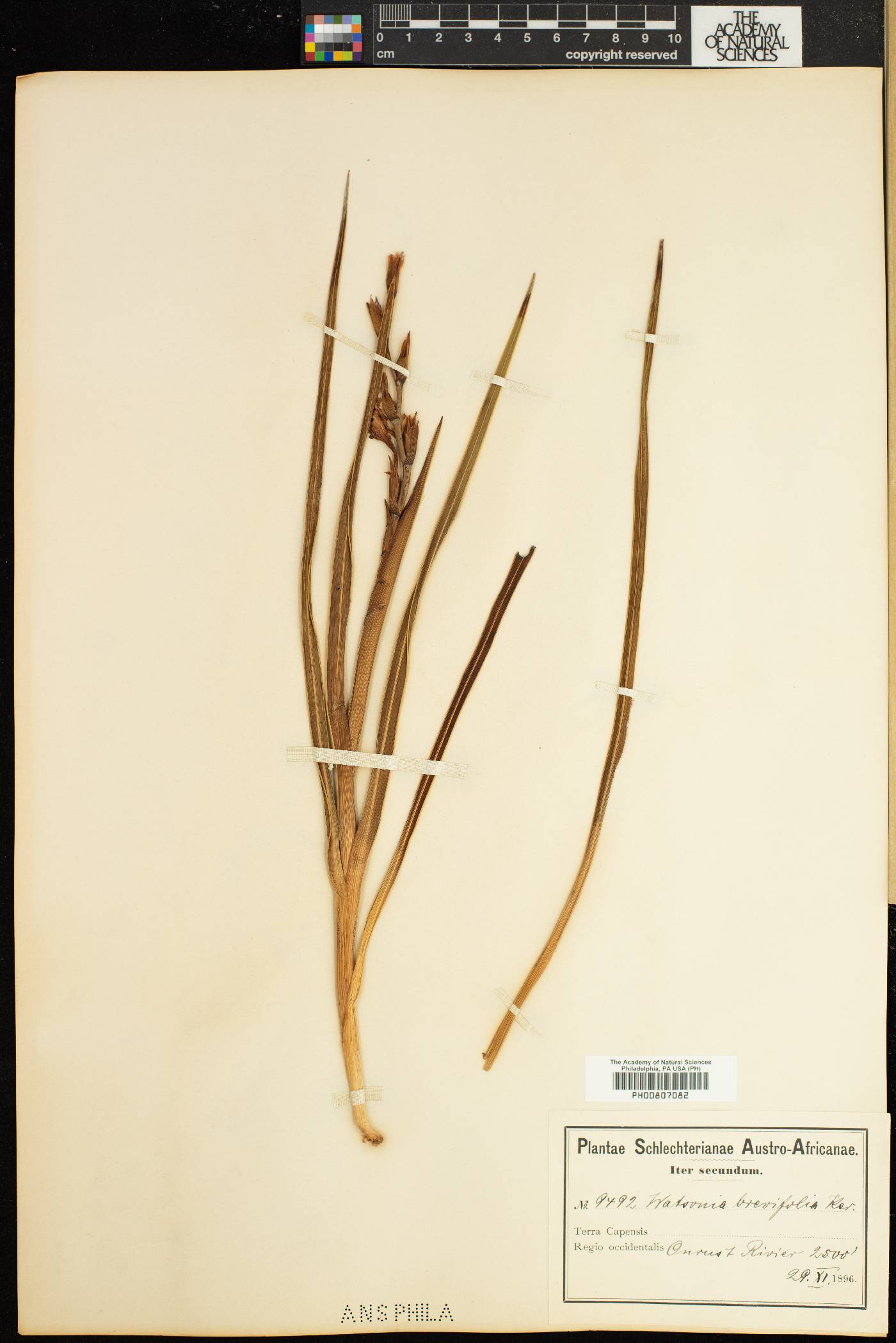 Watsonia brevifolia image