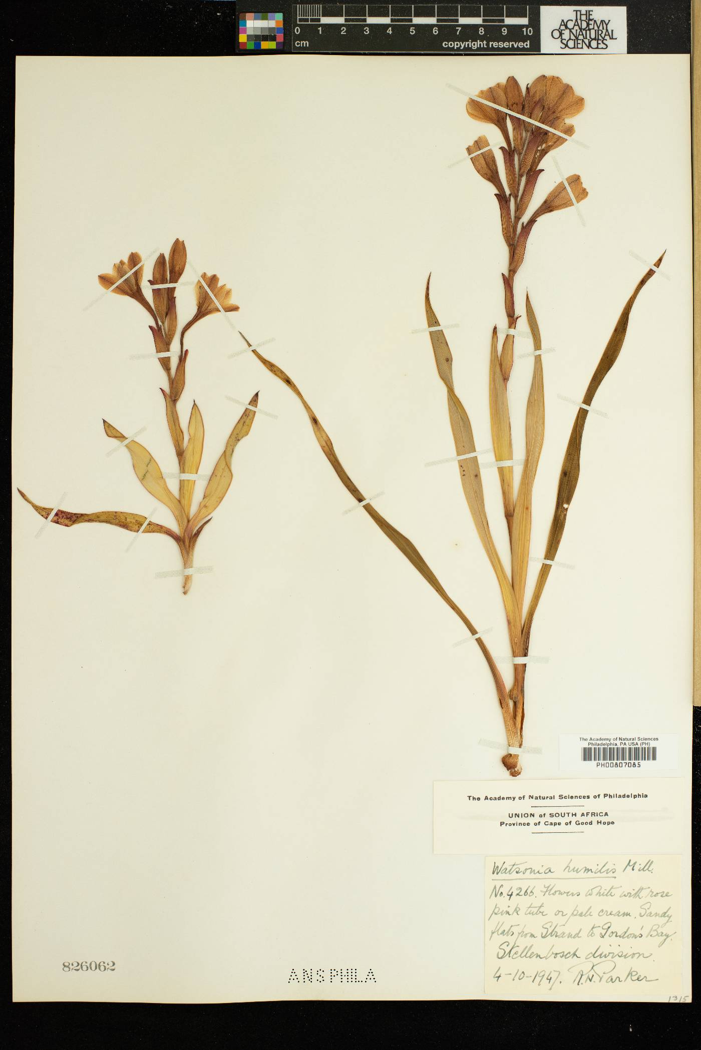 Watsonia humilis image