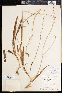 Ixia scillaris image