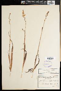 Ixia scillaris image