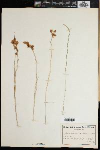 Gladiolus brevitubus image