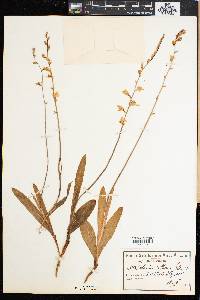 Ixia scillaris image