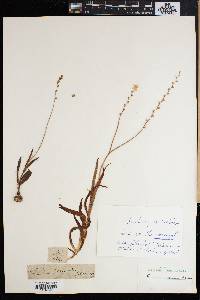 Ixia scillaris image