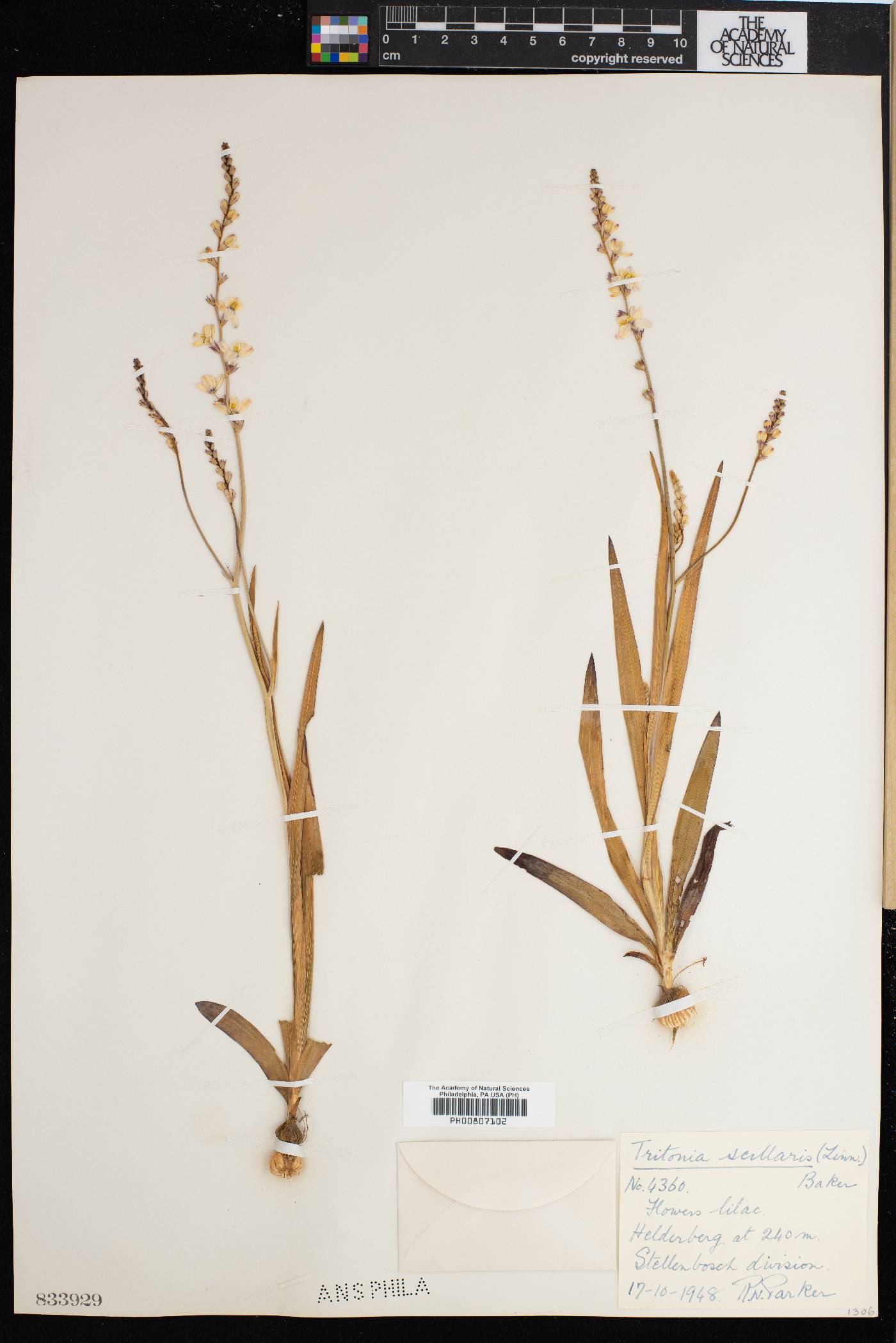 Ixia scillaris image