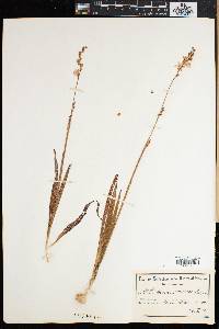 Ixia scillaris image
